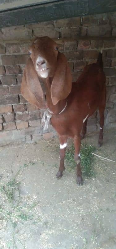 Mix goat for sale 1