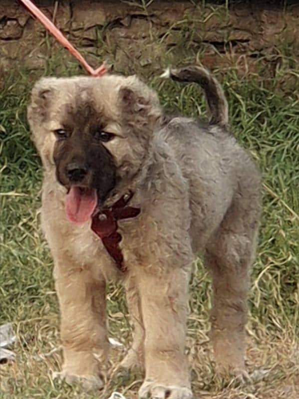 kurdish Kangal dog male 3 months for sale security dog 0