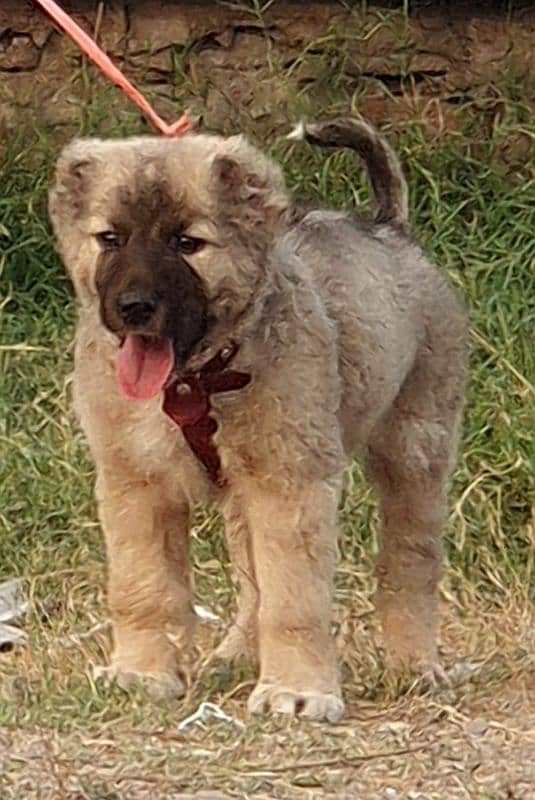 kurdish Kangal dog male 3 months for sale security dog 1