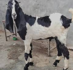 Goat | Bakri | Tedi |  Healthy | 2 dant | Teda | بکری | بکرے | khera