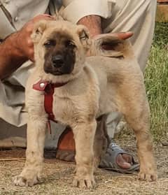 kurdish Kangal dog male 3 months for sale security dog