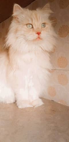 Persian Female Cat