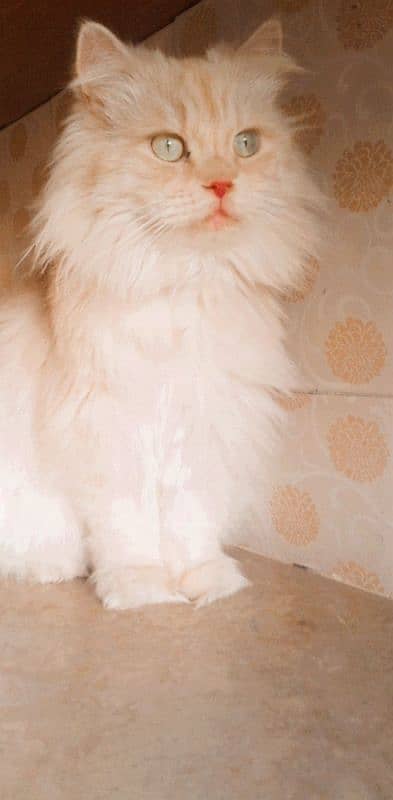 Persian Female Cat 0