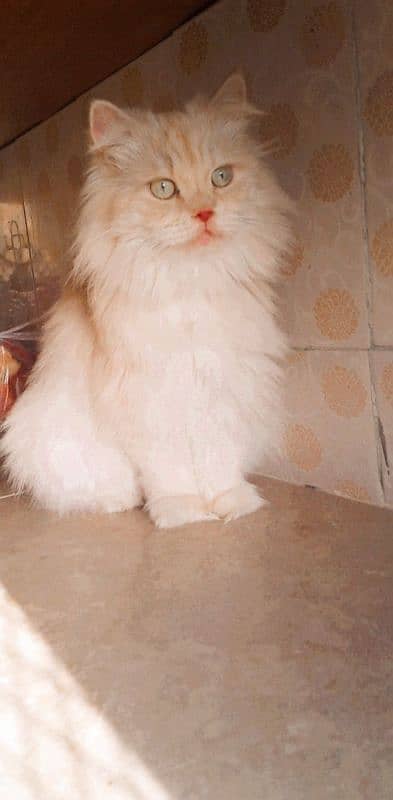 Persian Female Cat 1