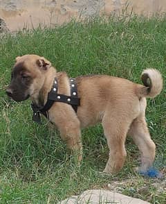 Kurdish Kangal security dog 3 manth male for sale heavy bone