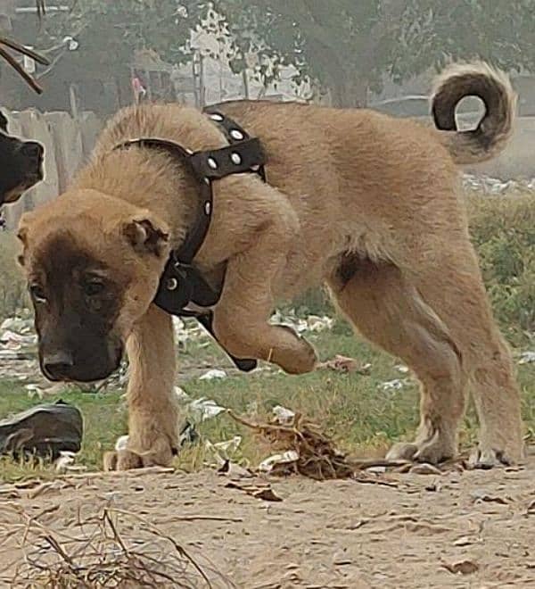 Kurdish Kangal security dog 3 manth male for sale heavy bone 1