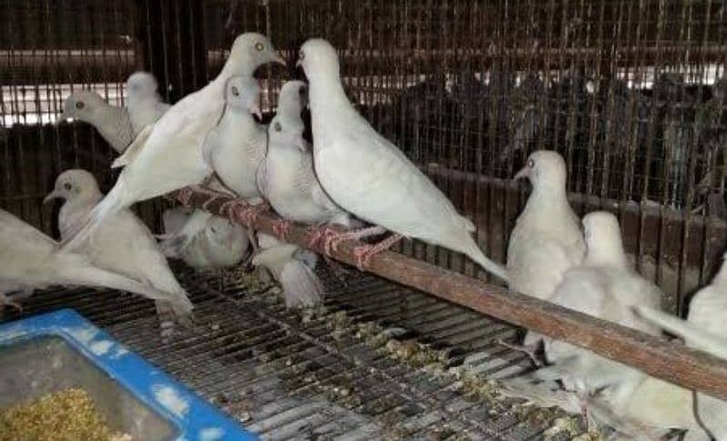 Zebra Dove Albino Breeder Pair With DNA  زیبرا  ڈوو البائنو بریڈر جوڑا 4