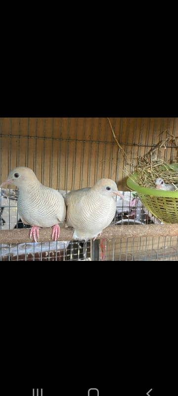 Zebra Dove Albino Breeder Pair With DNA  زیبرا  ڈوو البائنو بریڈر جوڑا 5