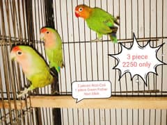 Different Kind of Love Birds for sale.