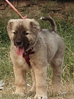 kurdish Kangal dog male 3 months for sale security dog