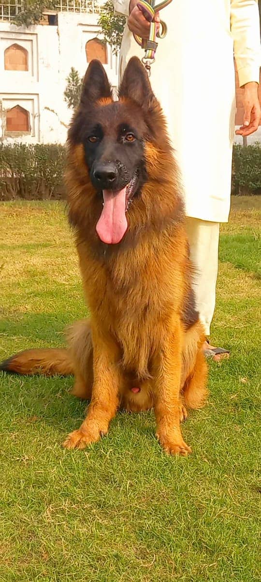 German Shepherd long coat male 5 phase GSd pink >Pedigree 2