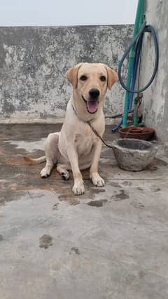 Labrador