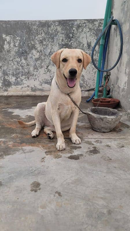 Labrador female 0