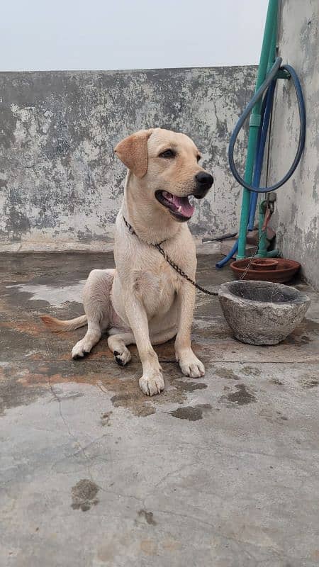 Labrador female 1