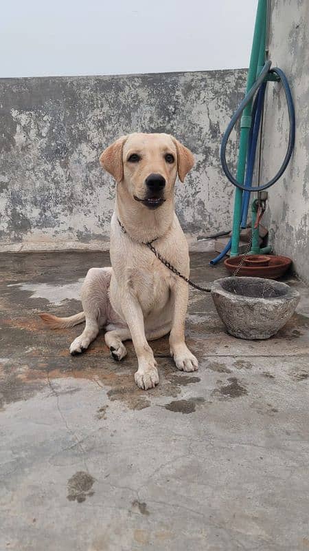 Labrador female 2