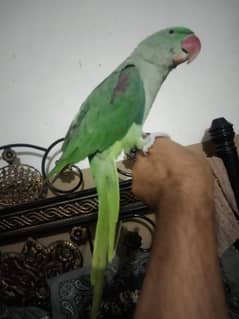 Raw parrot