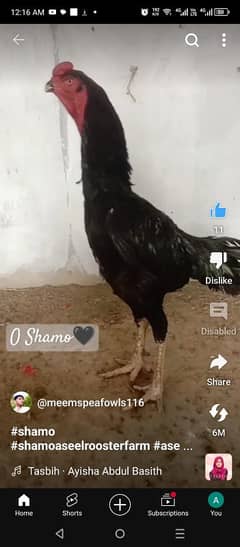 Shamo