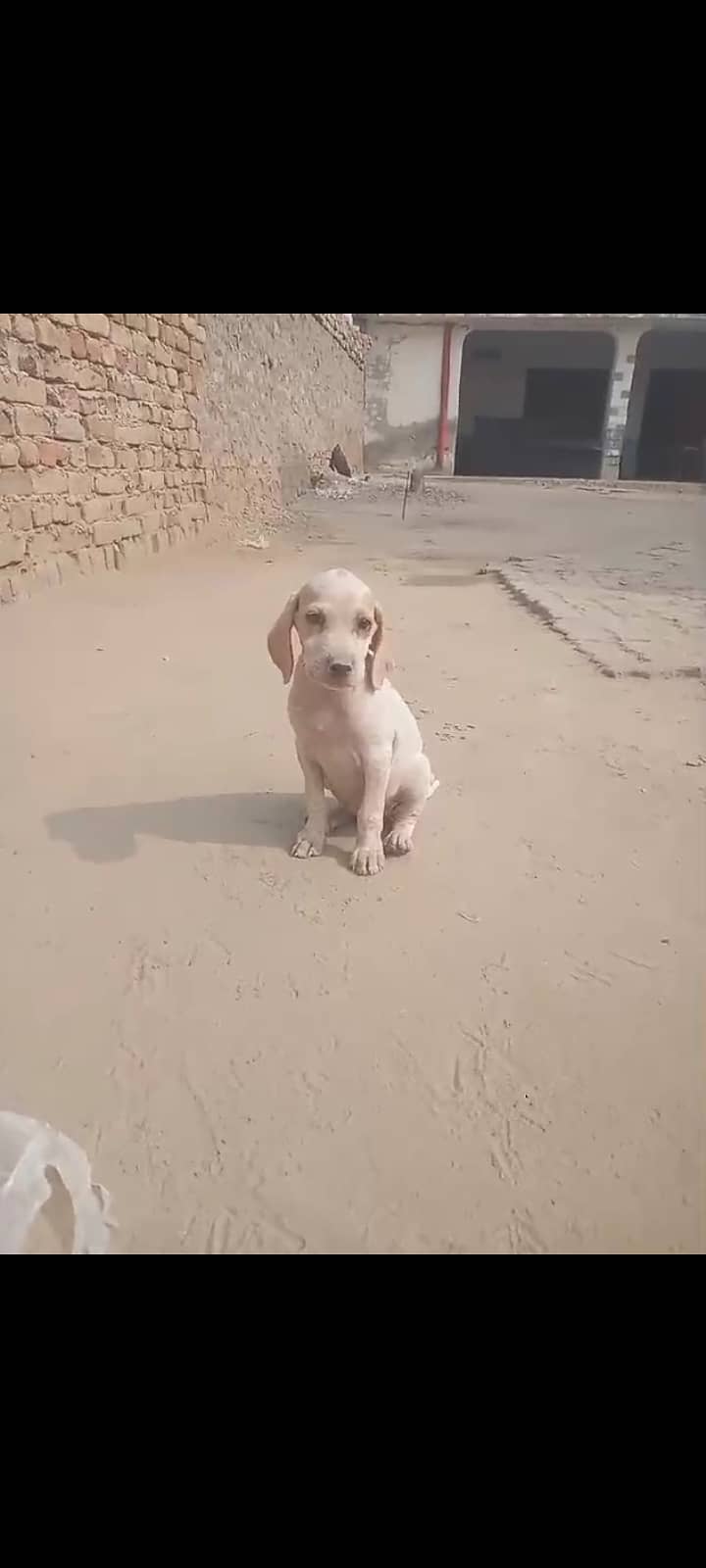 English puppy and dog for sale 1