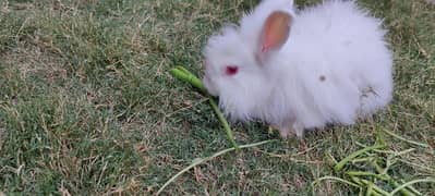 Angori Rabbit