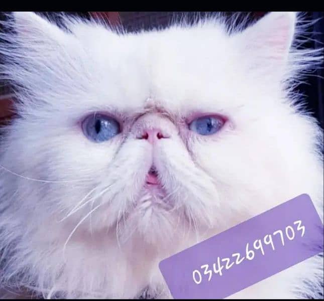 CFA bloodline imported peki white blue eyes stud male 0