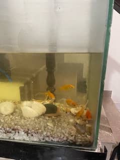 7 fishes with tank