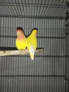 common lutino breeder pair