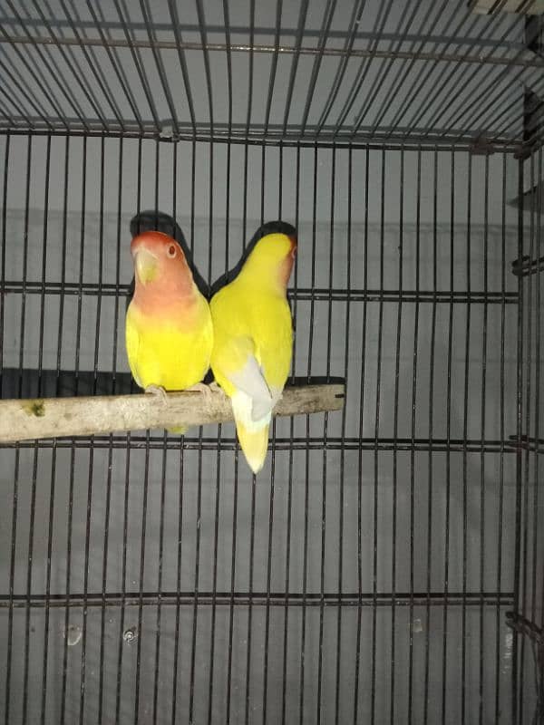 common lutino breeder pair 0