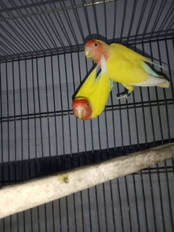 common lutino breeder pair 2