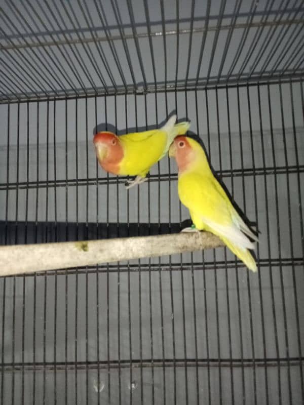 common lutino breeder pair 3