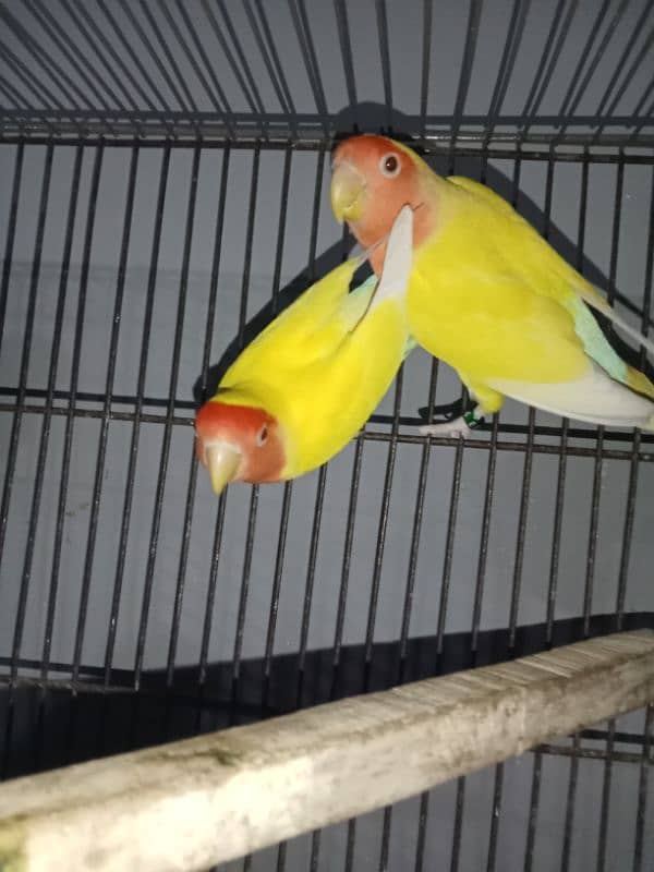 common lutino breeder pair 4