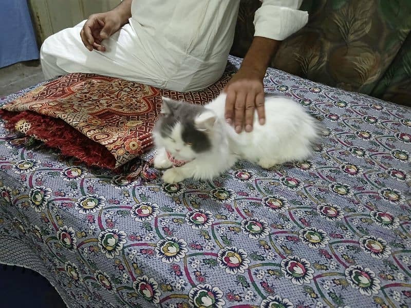 Persian cat 1