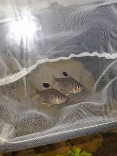 black fin tetra pair available