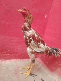 Aseel Murga with long hight for urgent sale