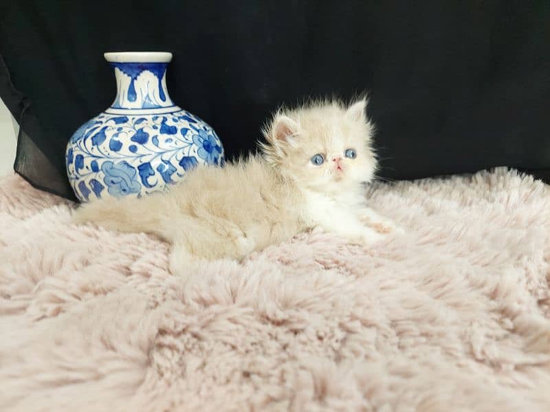 peki kitten male cfa bloodline for sale 0