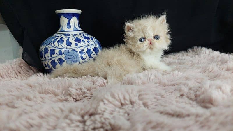 peki kitten male cfa bloodline for sale 1