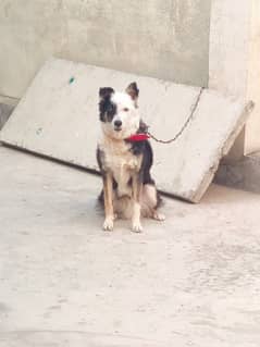 pista dog beautiful healthy male for urgent sale