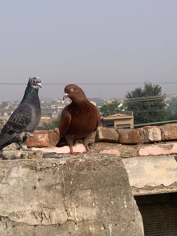 pigeons for sale 7