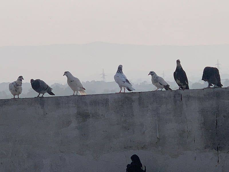 pigeons for sale 10