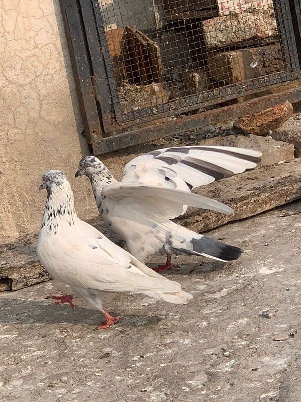 pigeons for sale 12