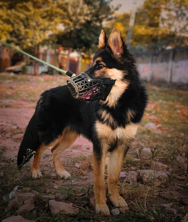 German Shephard Long Coat  train puppy for sell 1