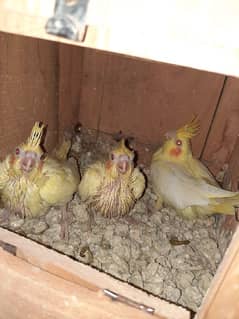 cockateil chicks for sale