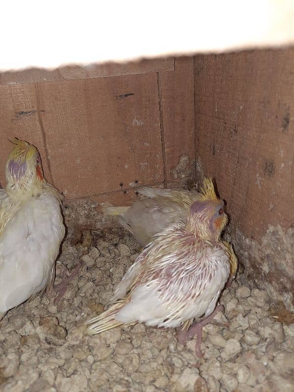 cockateil chicks for sale 1