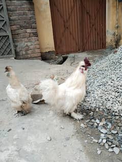 Silkie pair for sale