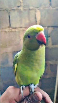 Ringneck Parrot Bohat pyara tamed hai Location Karachi