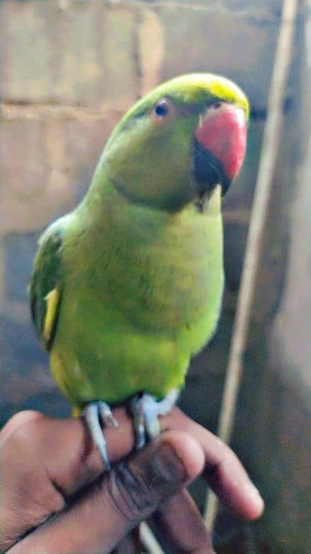 Ringneck Parrot Bohat pyara tamed hai Location Karachi 1