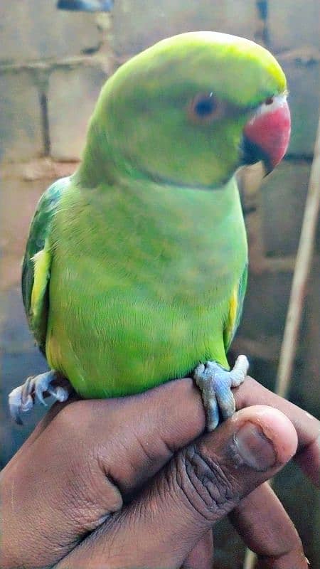 Ringneck Parrot Bohat pyara tamed hai Location Karachi 2