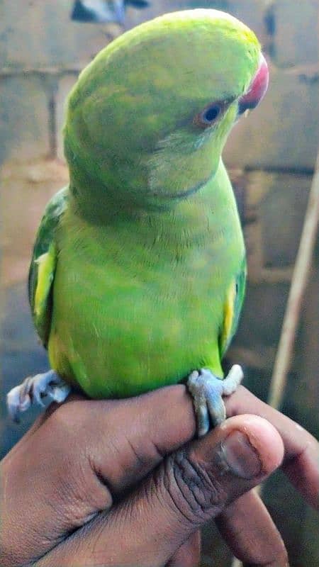 Ringneck Parrot Bohat pyara tamed hai Location Karachi 3