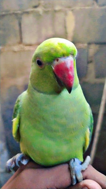 Ringneck Parrot Bohat pyara tamed hai Location Karachi 4