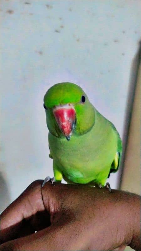 Ringneck Parrot Bohat pyara tamed hai Location Karachi 5