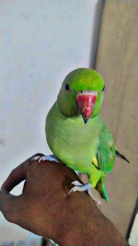 Ringneck Parrot Bohat pyara tamed hai Location Karachi 6